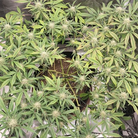TriCross growlog timeline photo