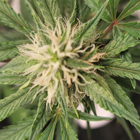 TriCross growlog timeline photo