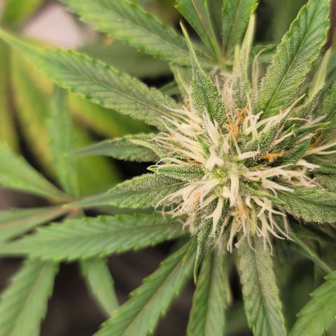 TriCross growlog timeline photo