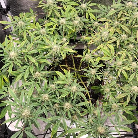 TriCross growlog timeline photo