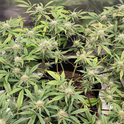 TriCross growlog timeline photo