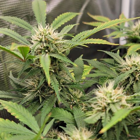TriCross growlog timeline photo