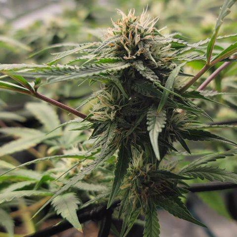 TriCross growlog timeline photo
