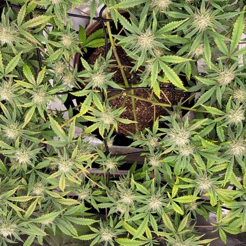 TriCross growlog timeline photo