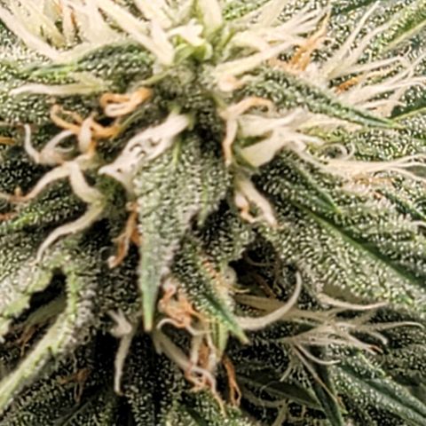 TriCross growlog timeline photo