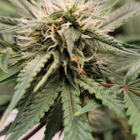 TriCross growlog timeline photo