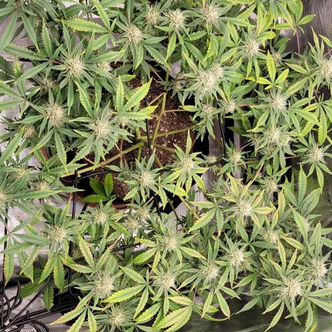 TriCross growlog timeline photo