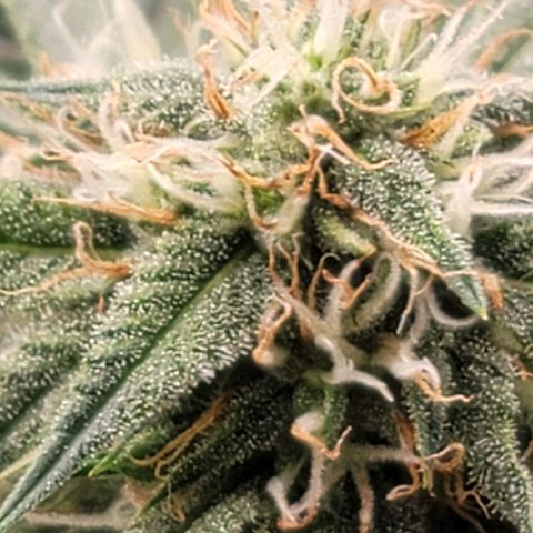TriCross growlog timeline photo