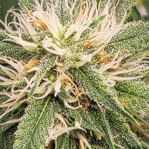 TriCross growlog timeline photo