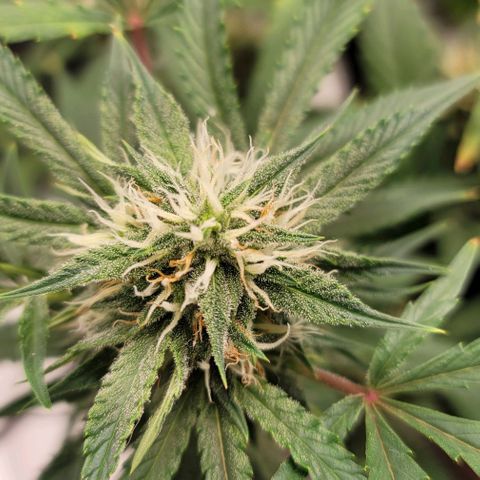 TriCross growlog timeline photo