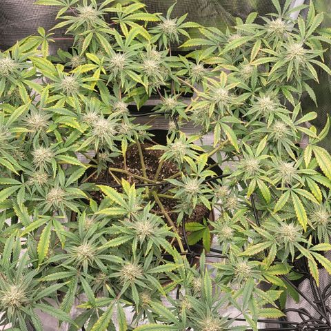 TriCross growlog timeline photo