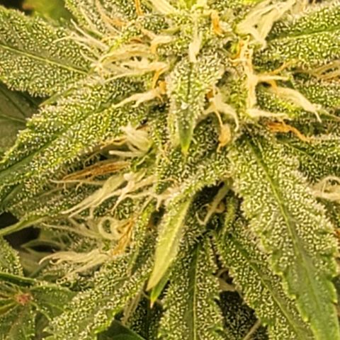 TriCross growlog timeline photo