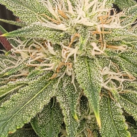 TriCross growlog timeline photo