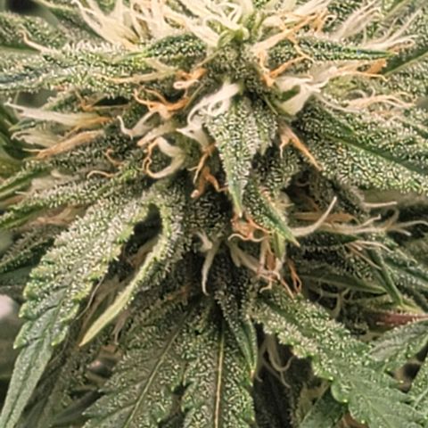 TriCross growlog timeline photo