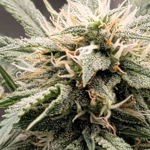 TriCross growlog timeline photo