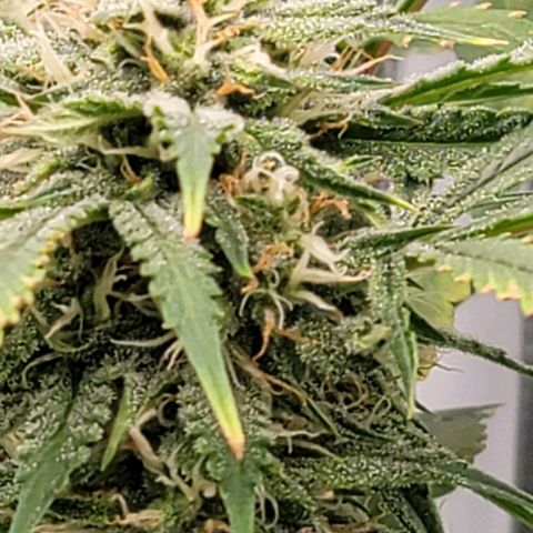TriCross growlog timeline photo