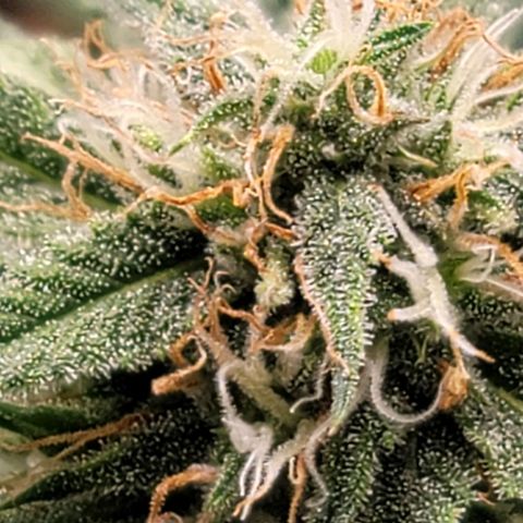 TriCross growlog timeline photo