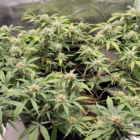 TriCross growlog timeline photo