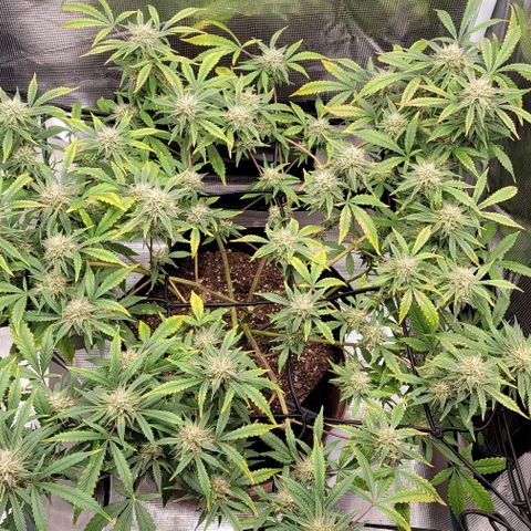 TriCross growlog timeline photo