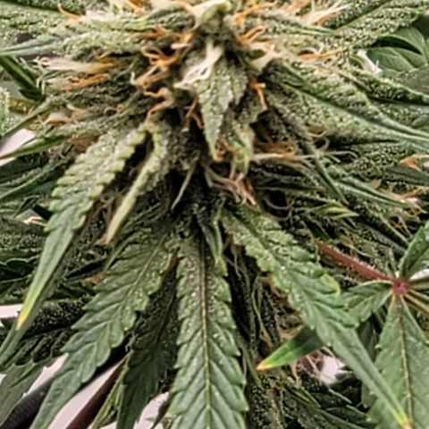 TriCross growlog timeline photo