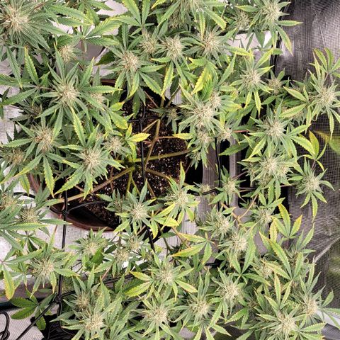 TriCross growlog timeline photo