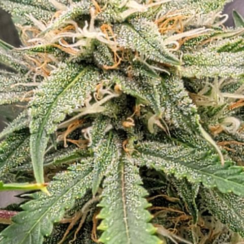 TriCross growlog timeline photo