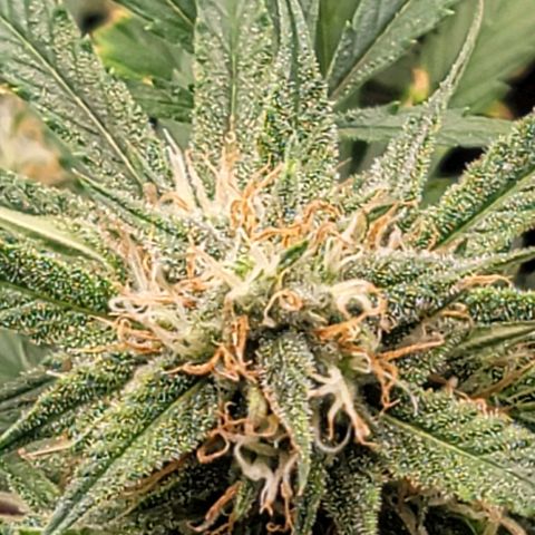 TriCross growlog timeline photo