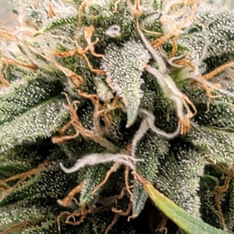 TriCross growlog timeline photo