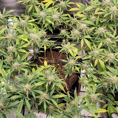 TriCross growlog timeline photo