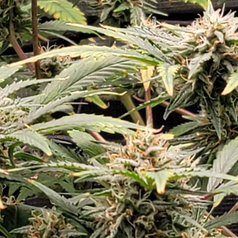 TriCross growlog timeline photo