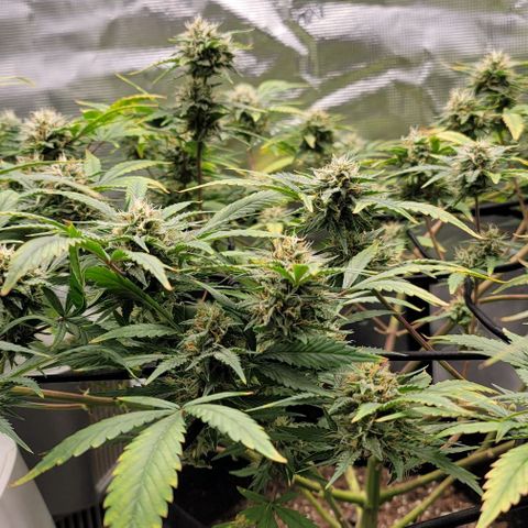 TriCross growlog timeline photo