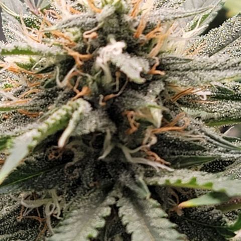 TriCross growlog timeline photo