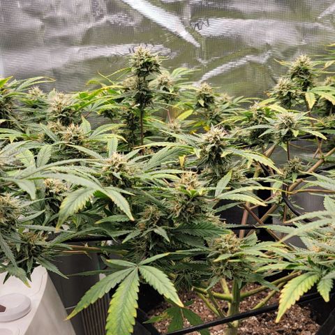 TriCross growlog timeline photo