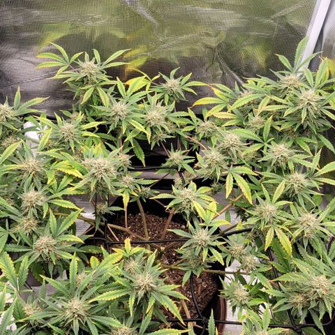 TriCross growlog timeline photo