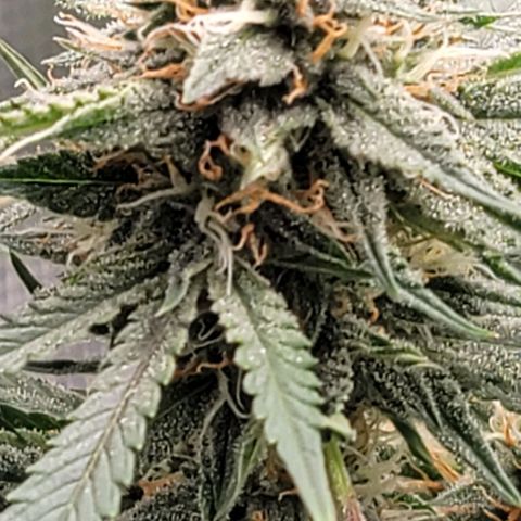 TriCross growlog timeline photo