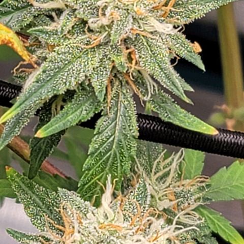 TriCross growlog timeline photo