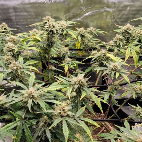 TriCross growlog timeline photo
