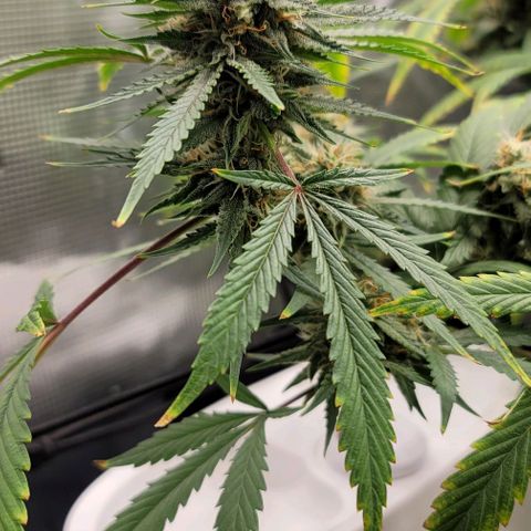 TriCross growlog timeline photo