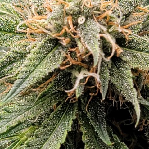 TriCross growlog timeline photo