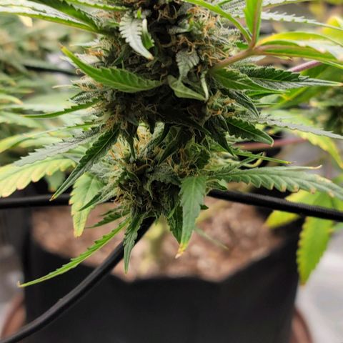 TriCross growlog timeline photo