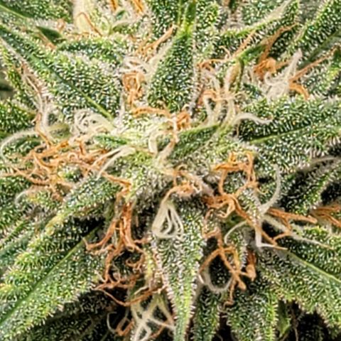 TriCross growlog timeline photo