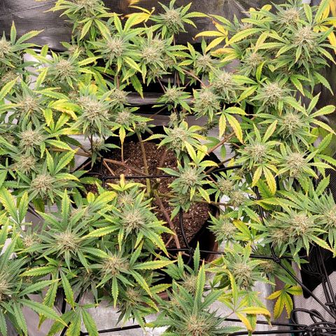 TriCross growlog timeline photo
