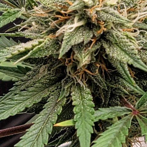 TriCross growlog timeline photo