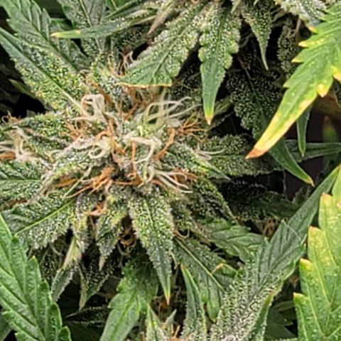 TriCross growlog timeline photo