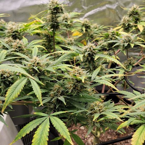 TriCross growlog timeline photo
