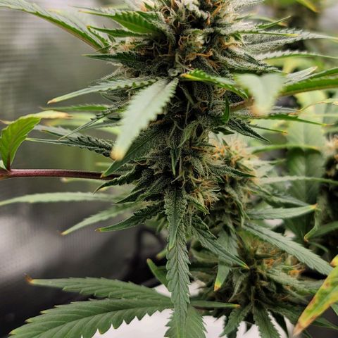 TriCross growlog timeline photo