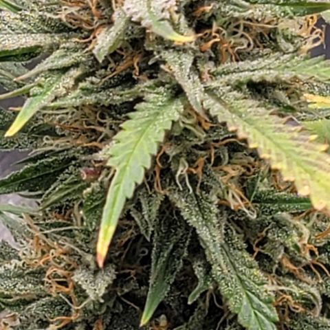 TriCross growlog timeline photo