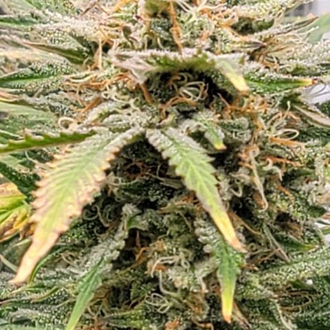 TriCross growlog timeline photo