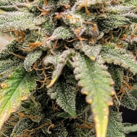 TriCross growlog timeline photo