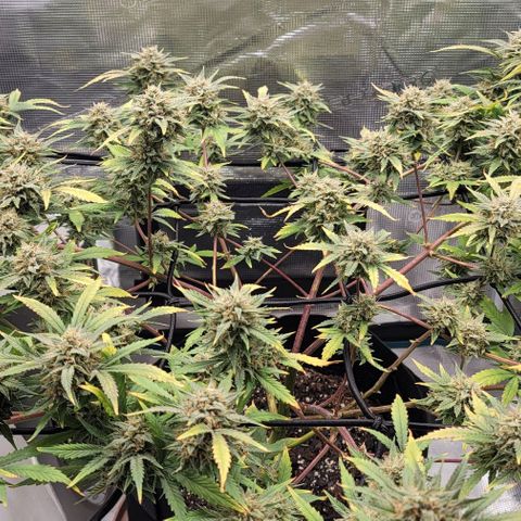 TriCross growlog timeline photo